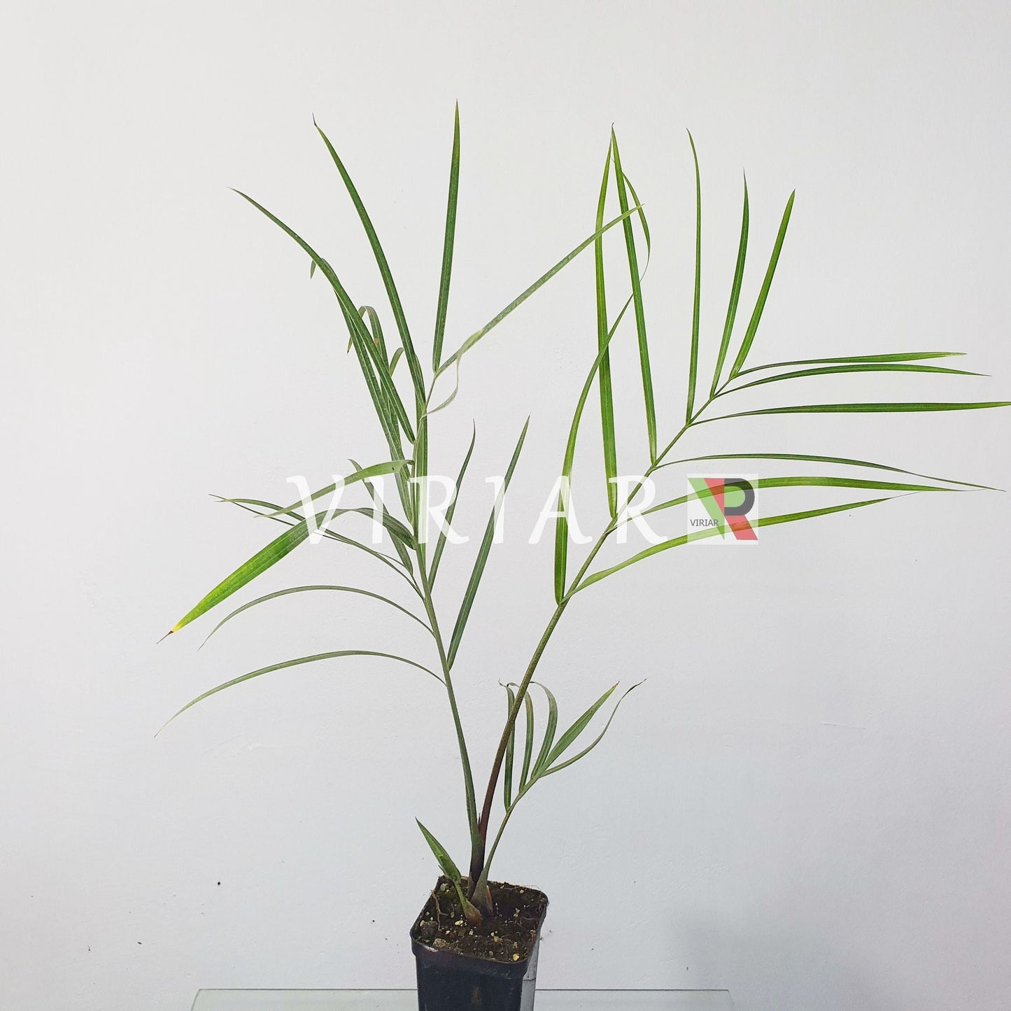 Dypsis decaryi - Triangle palm - 20-20cm Plant-Live starter