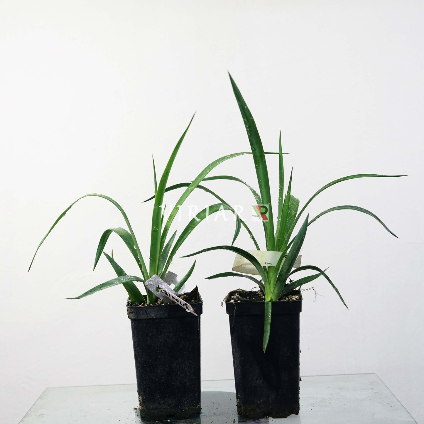 Yucca aloifolia - Spanischer Dolch 20- 30 cm Pflanze