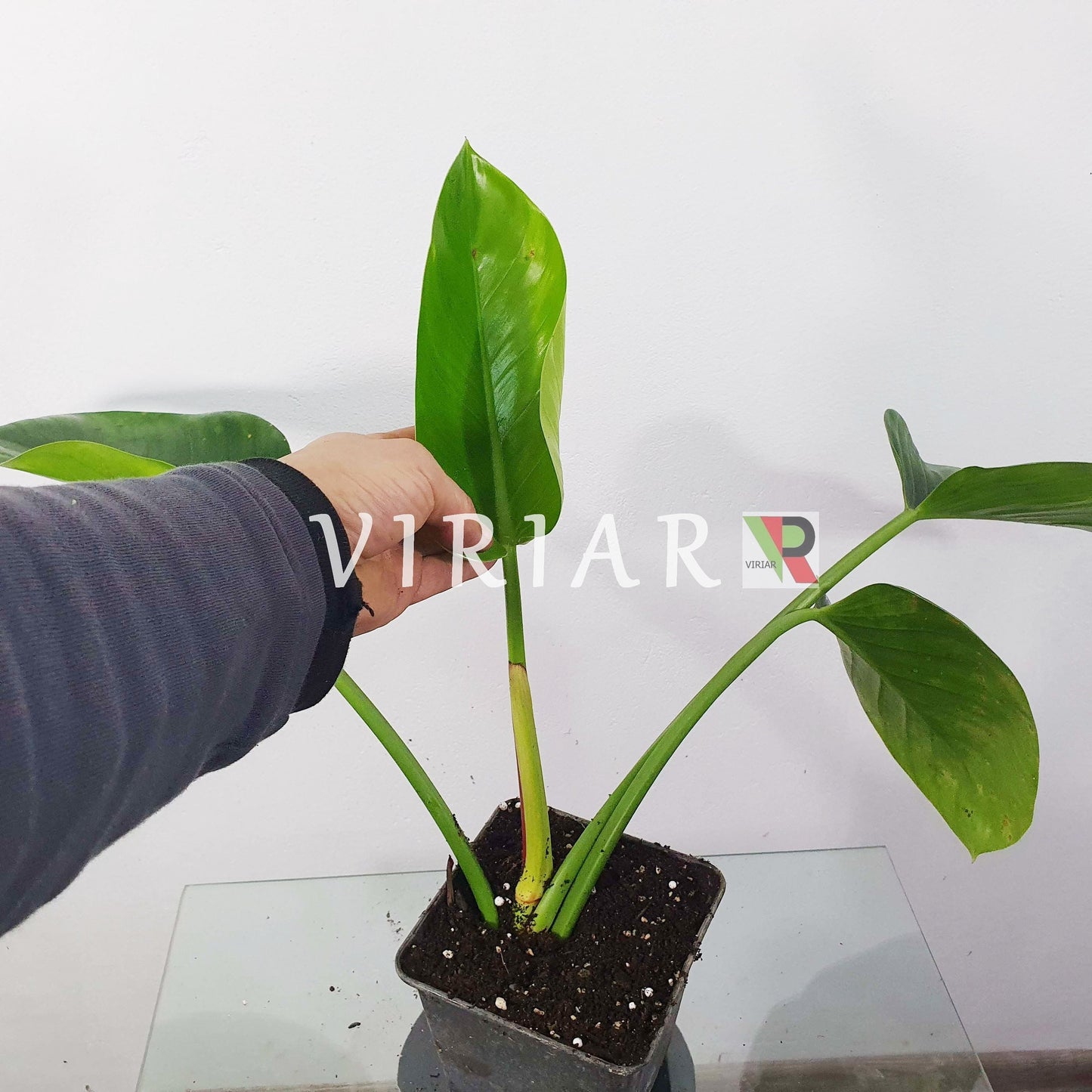 Philodendron 'Green Congo' 20 cm Pflanze