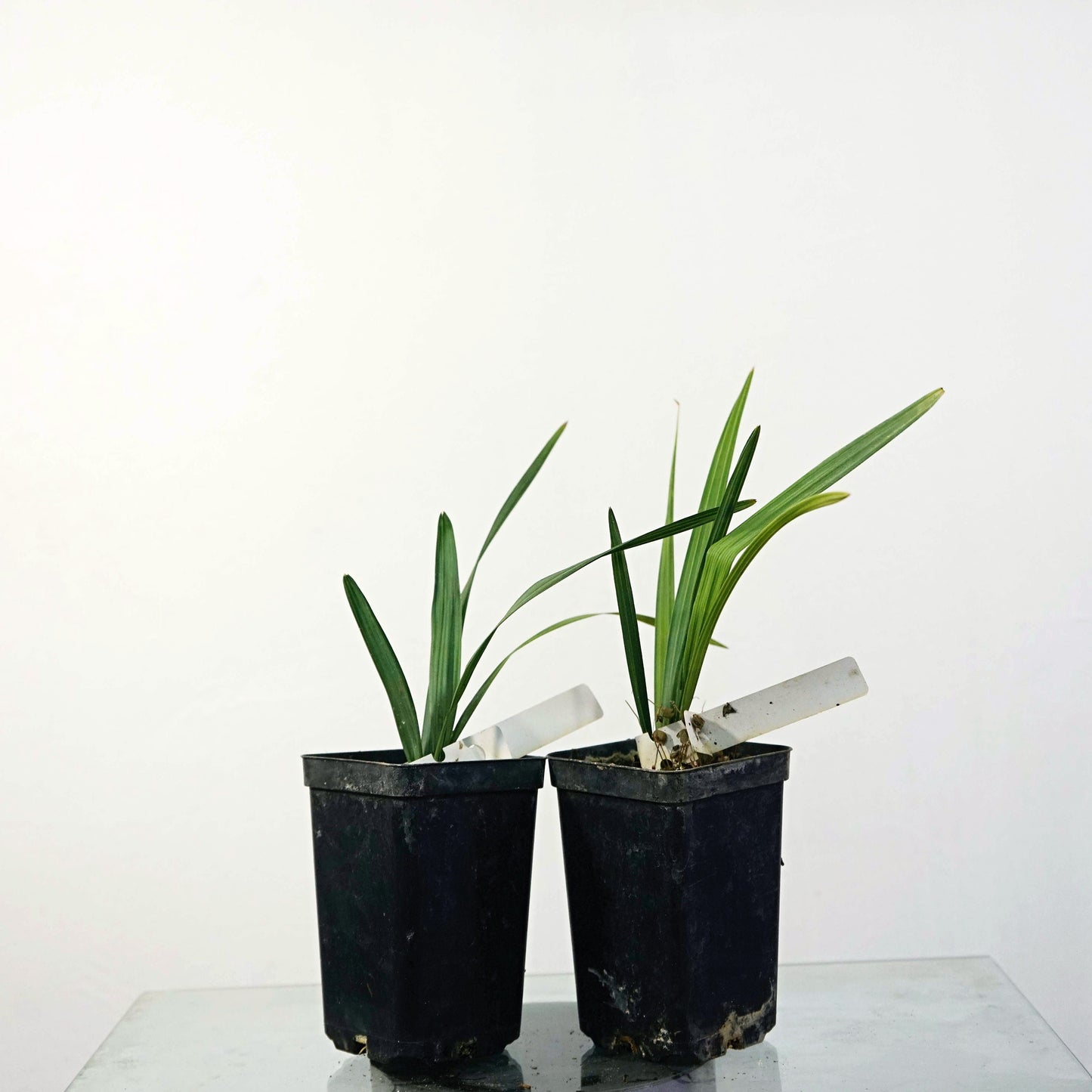 Säbelpalme - Palmetto-Palme - 20- 40 cm Pflanze