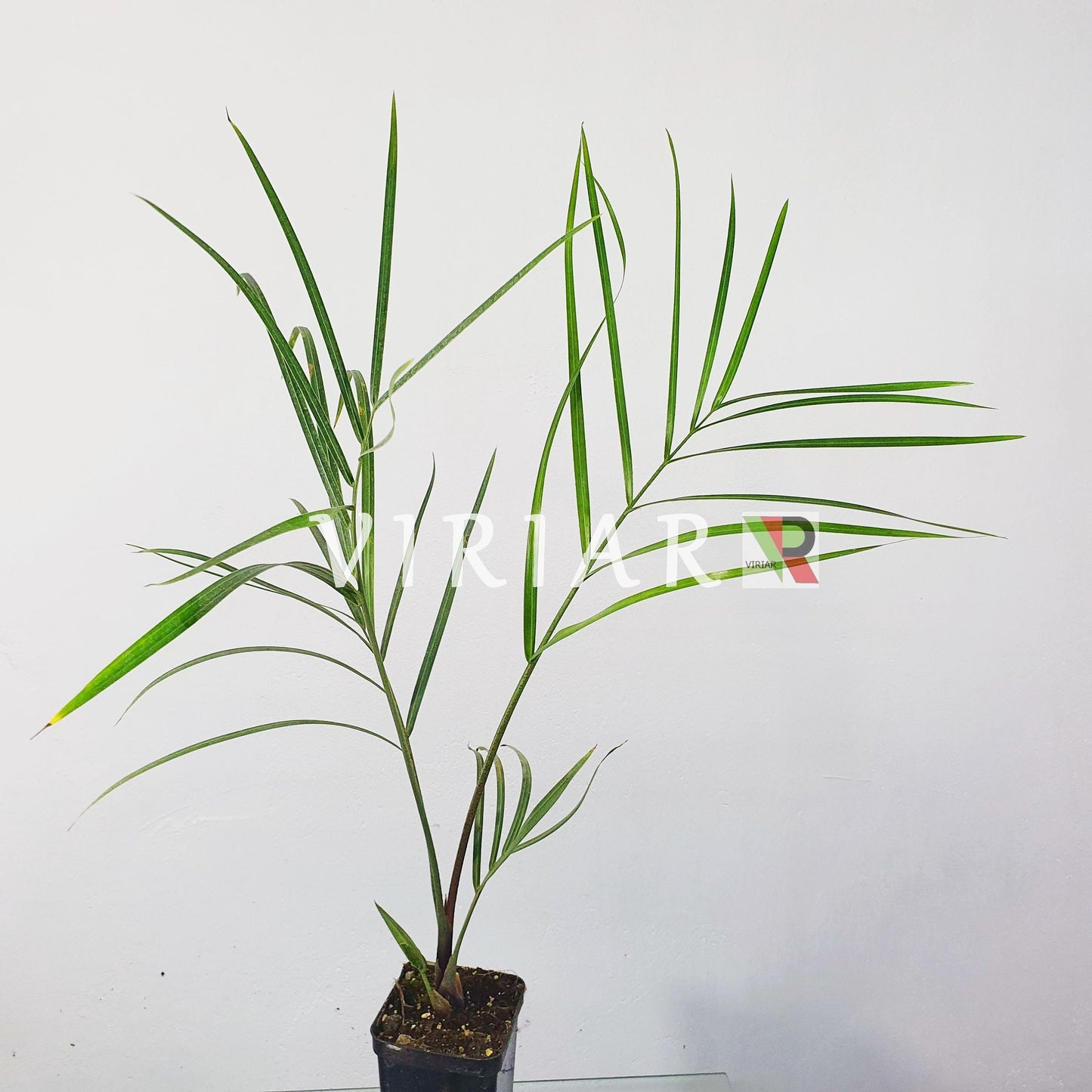 Dypsis decaryi - Dreieckspalme - 20-20cm Plant-Live Starter