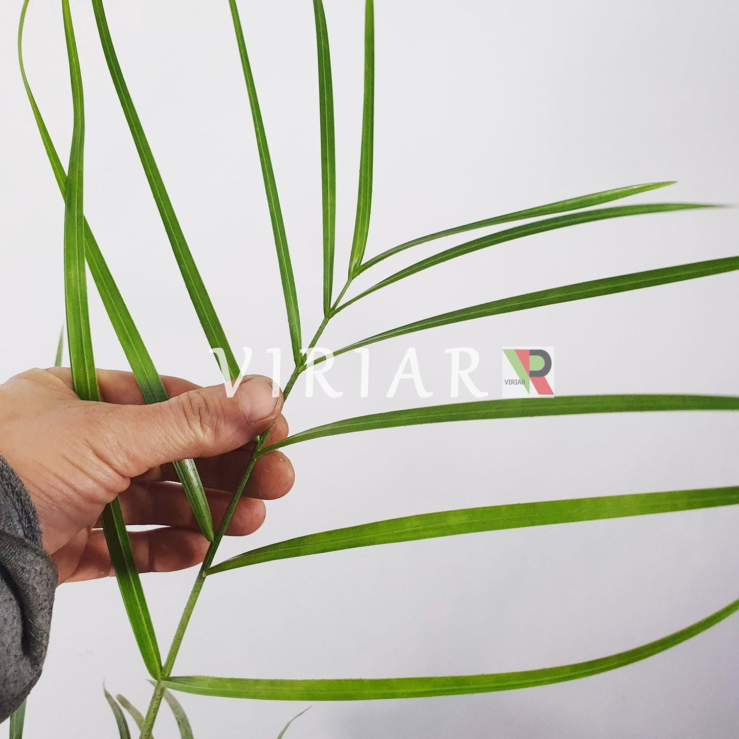 Dypsis decaryi - Dreieckspalme - 20-20cm Plant-Live Starter