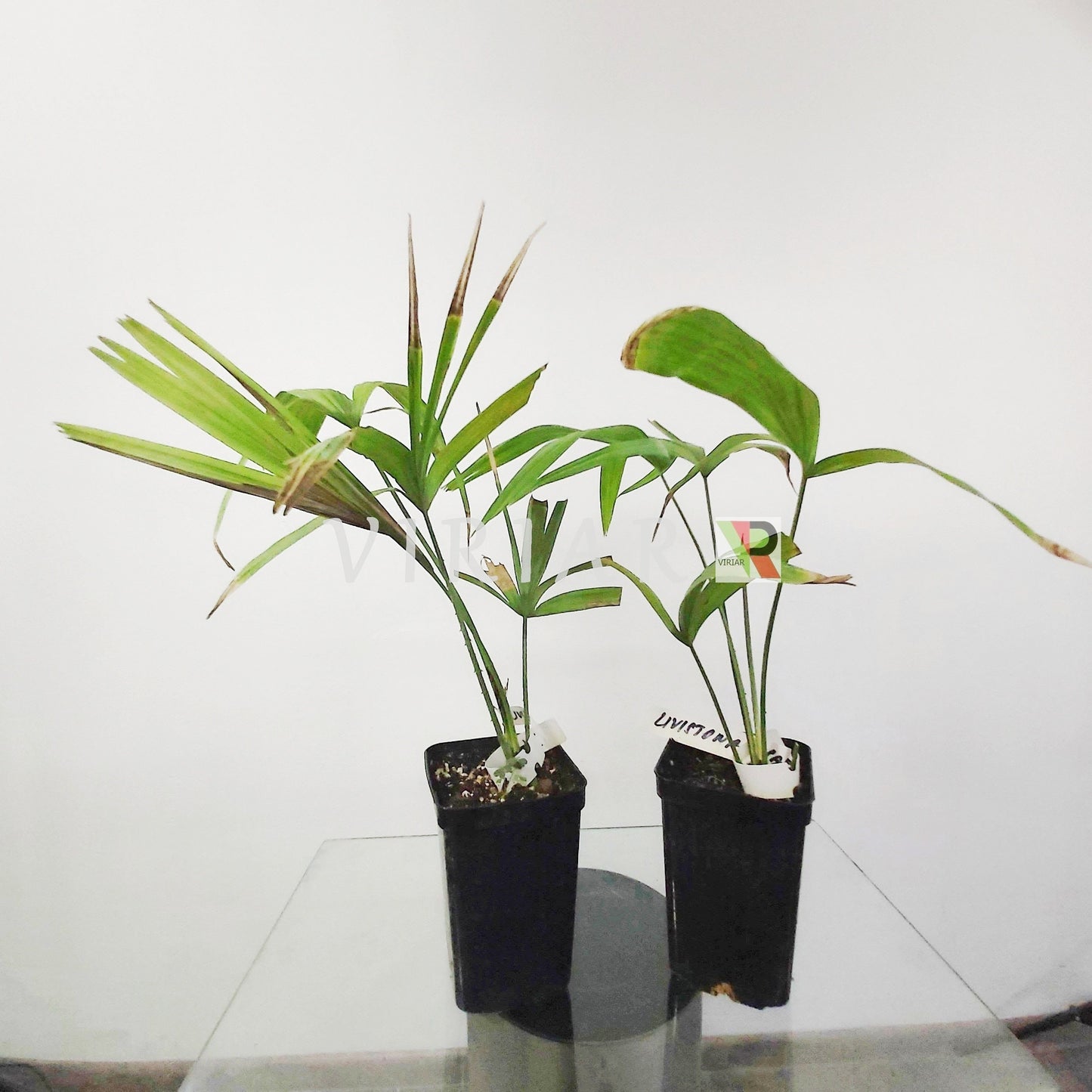 Livistona saribus - Taraw Palm - 30 cm plant