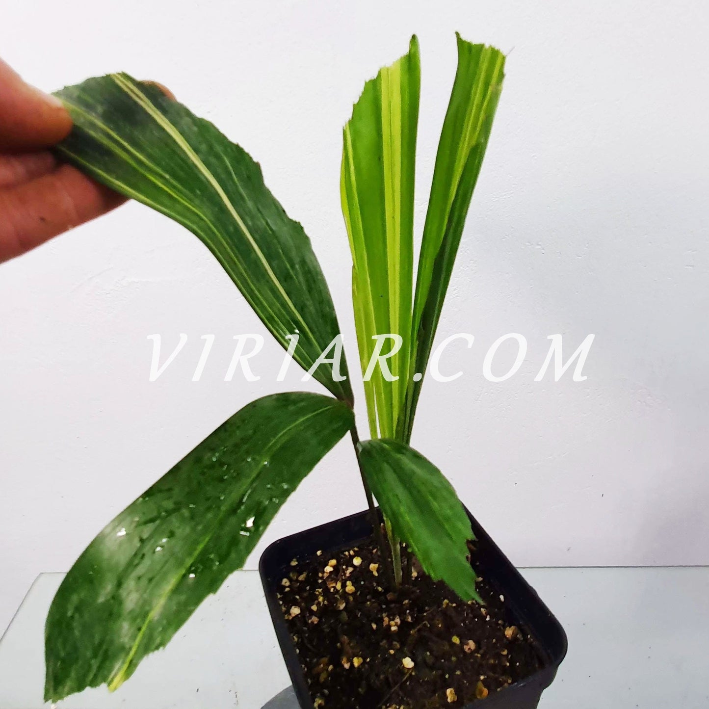 Caryota mitis 'Variegata' - Bunte Fischschwanzpalme - 15- 25 cm Pflanze