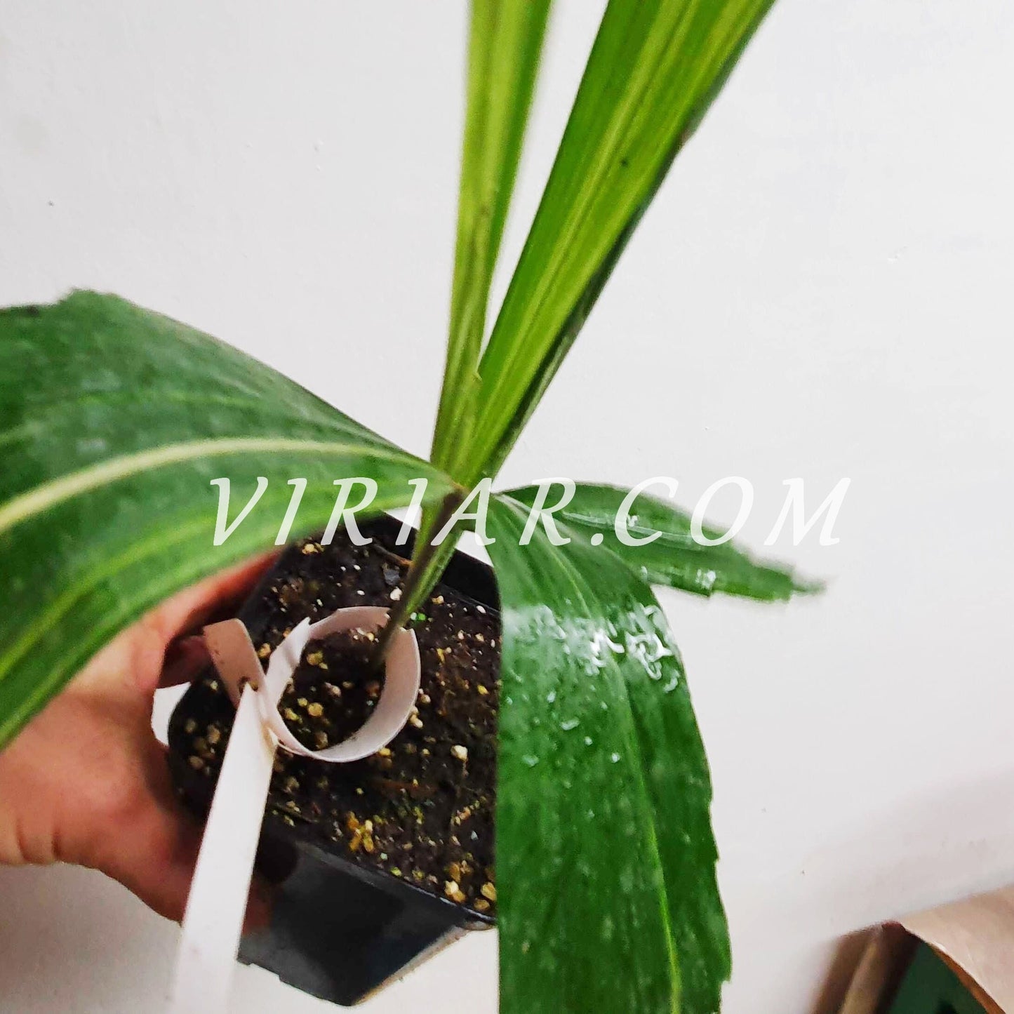 Caryota mitis 'Variegata' - Bunte Fischschwanzpalme - 15- 25 cm Pflanze