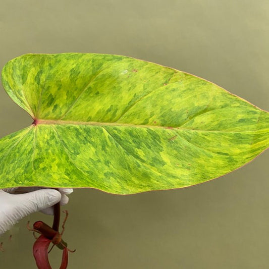 Philodendron Distelfalter - 20 cm Pflanze