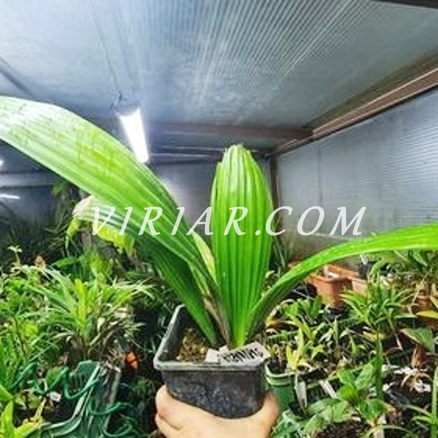 Sabinaria magnifica - Butterfly Palm - 20-25 cm plant