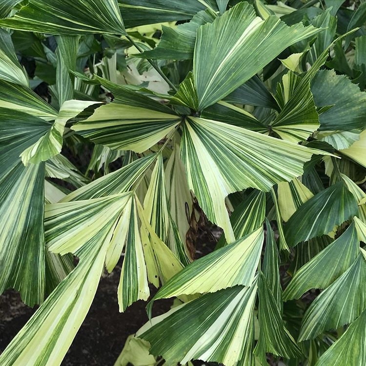 Caryota mitis 'Variegata' - Variegated Fishtail Palm - 2 x seeds