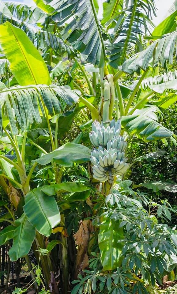 Musa itinerans 'Burmese Blue' - Blue Burmese Banana - 20 seeds