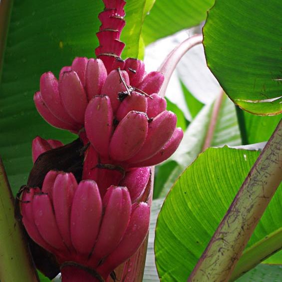 Musa velutina - Pink banana- cold tolerant - 20 seeds  | VIRIAR.COM