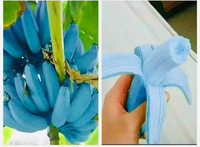 Musa Itinerans Burmese Blue Blue Banana 5 Seeds 