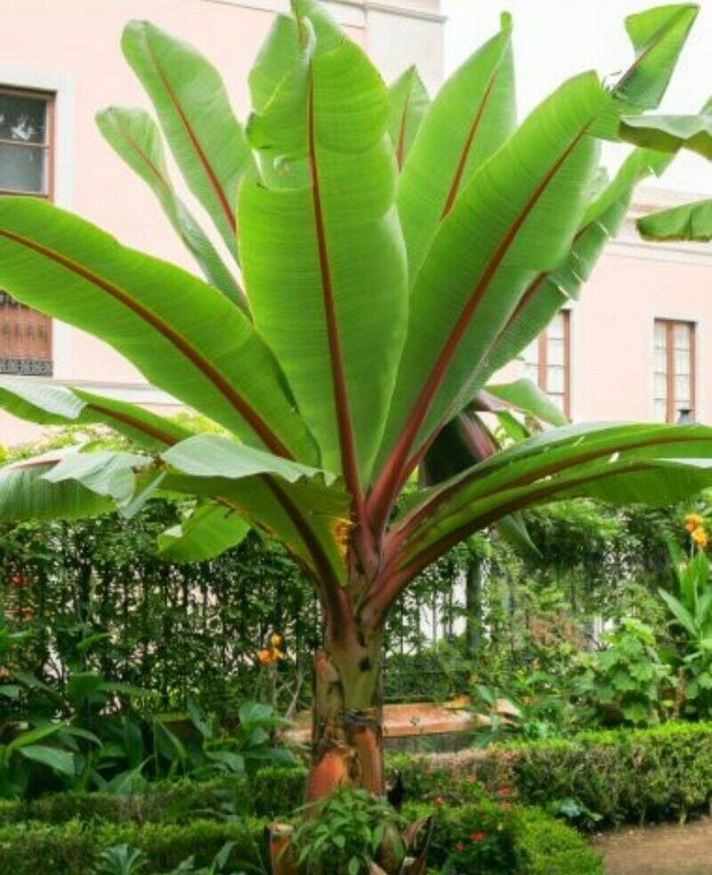 Ensete ventricosum - Abyssinian Banana - 10 seeds