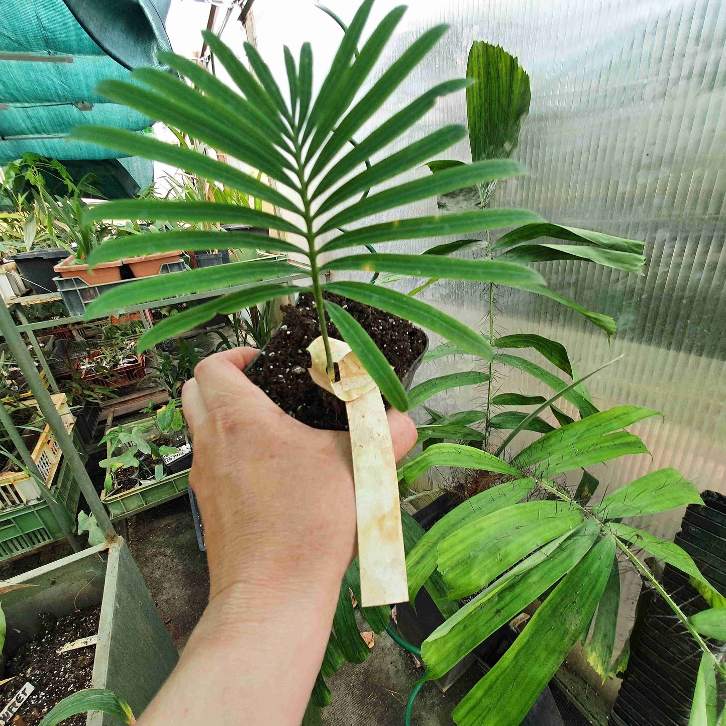 Cycas siamensis - Thai Sago - 15 - 20 cm große Pflanze