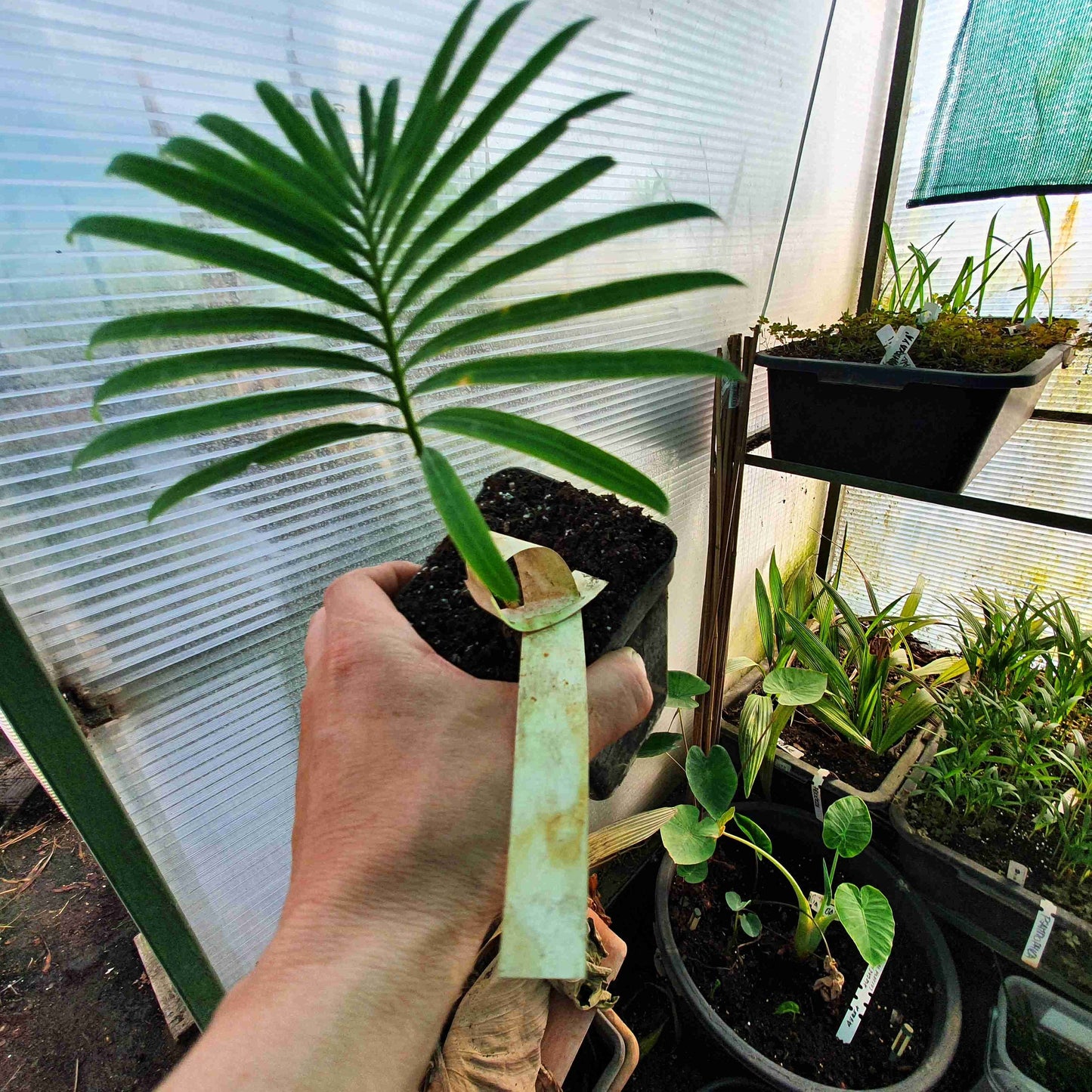 Cycas siamensis - Thai Sago - 15 - 20 cm große Pflanze