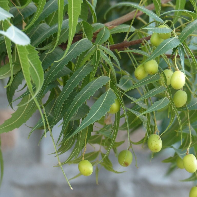 Azadirachta indica - Wunderbaum - 10 Samen