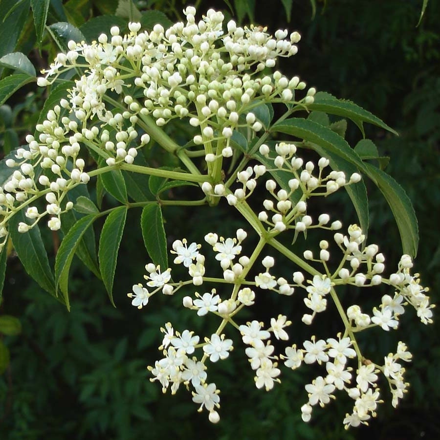 Azadirachta indica - Wunderbaum - 10 Samen