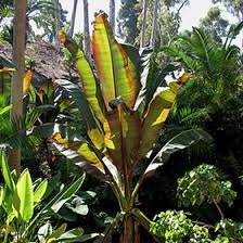 Musa sikkimensis-Red Tiger Seeds - Darjeeling Banana - 5 seeds
