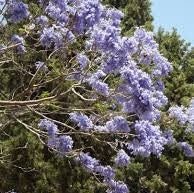 Paulownia tomentosa - Empress Tree, Foxglove Tree - 50 Seeds