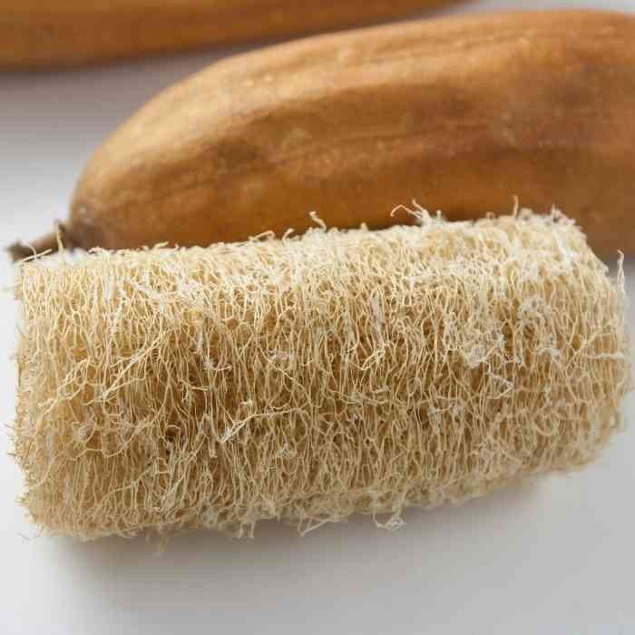 Luffa cylindrica - Loofah, Sponge Gourd- 10 seeds