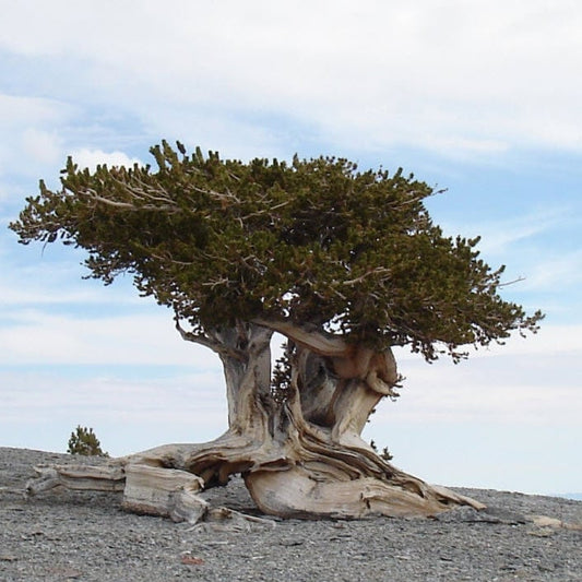 Pinus longaeva - Great Basin Bristlecone Pine - 10 Seeds