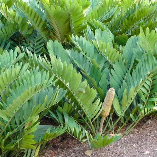 Zamia furfuracea - Cardboard Palm - 5 Seeds