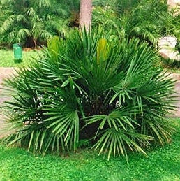 Rhapidophyllum Hystrix - Needle Palm withstanding temperatures down to -23 C -10 F! - 5 seeds
