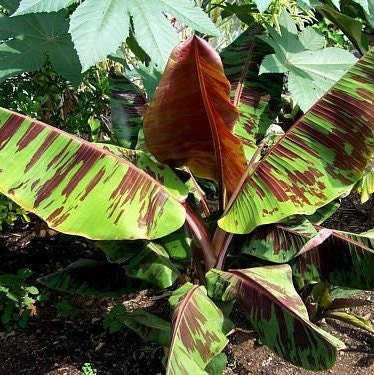 Musa sikkimensis-Red Tiger Seeds - Darjeeling Banana - 5 seeds