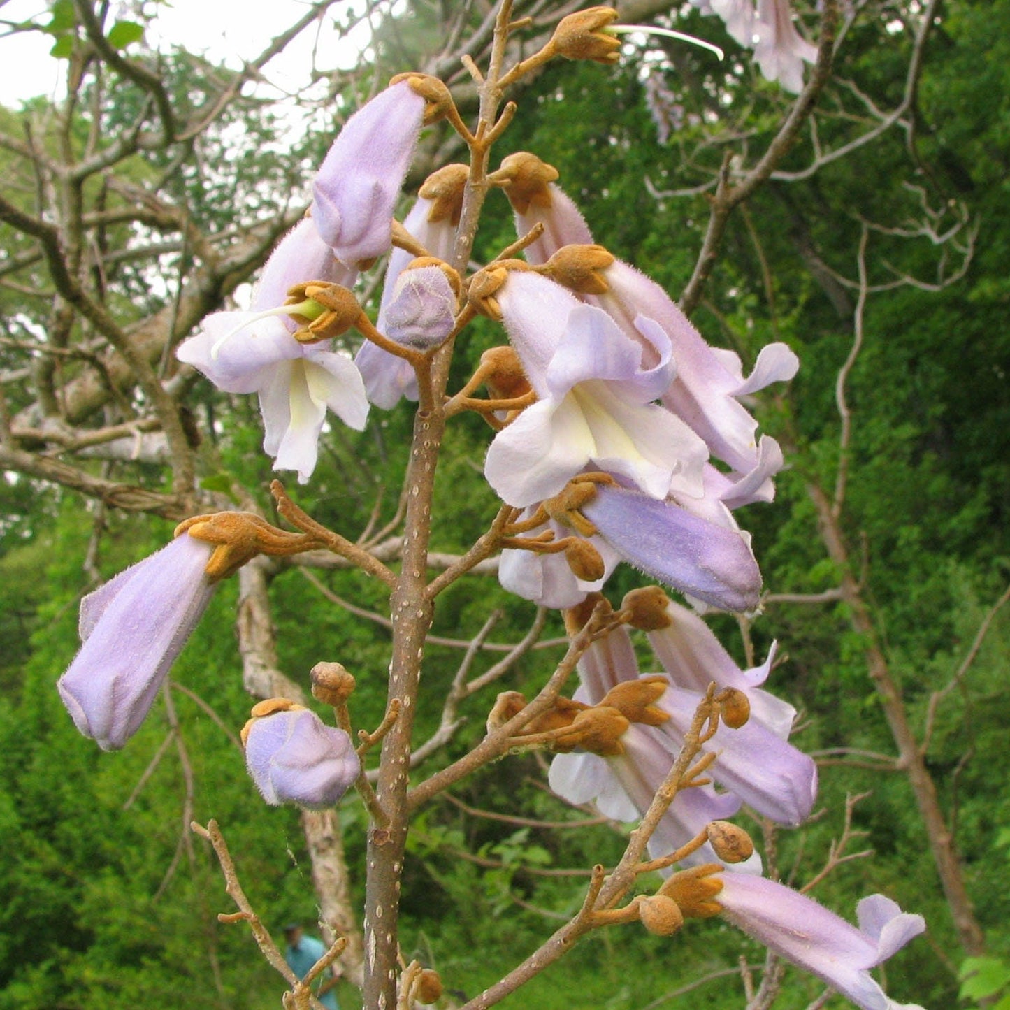 Paulownia tomentosa - Kaiserinbaum, Fingerhutbaum - 50 Samen