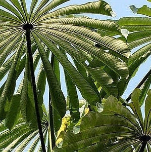 Musanga Cecropioides - Korkholz oder Regenschirmbaum - 10 Samen