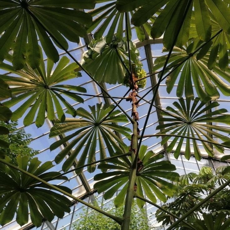 Musanga Cecropioides - Corkwood or Umbrella tree - 10 Seeds