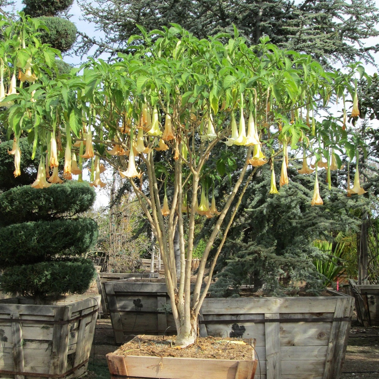 Brugmansia versicolor - Engelstrompete - Pflanze 20-25 cm hoch