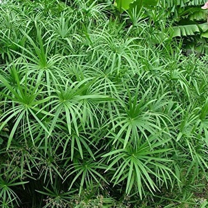 Cyperus alternifolius - Schirmpapyrus - 15-25 cm - Pflanze