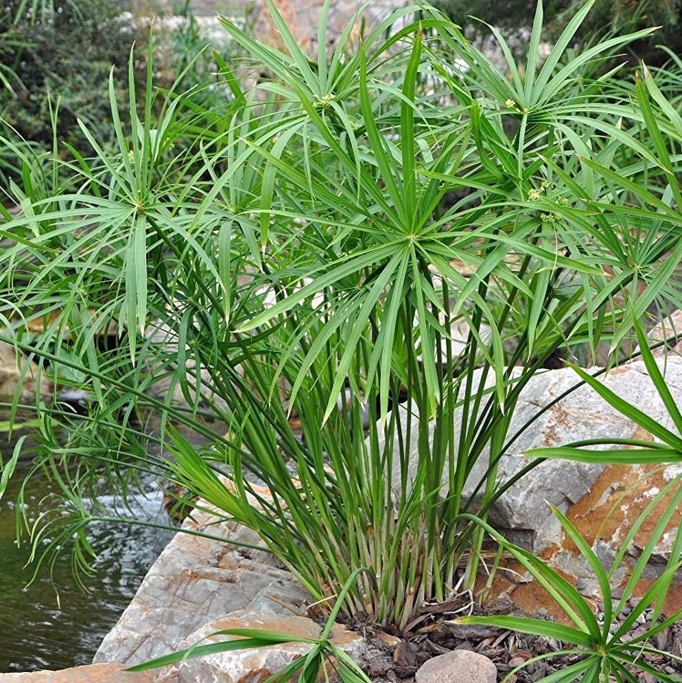 Cyperus alternifolius - Schirmpapyrus - 15-25 cm - Pflanze