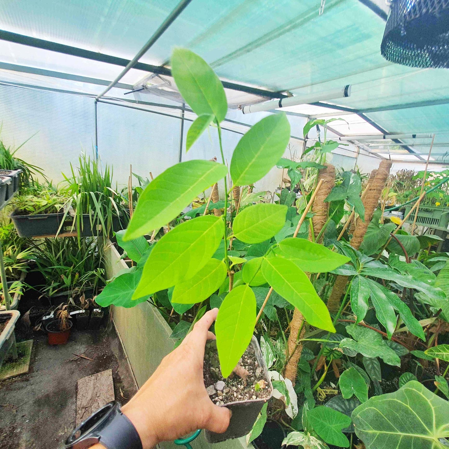 Annona squamosa – Sugar Apple (Sweetsop) – Plant 20–30 cm | VIRIAR.COM