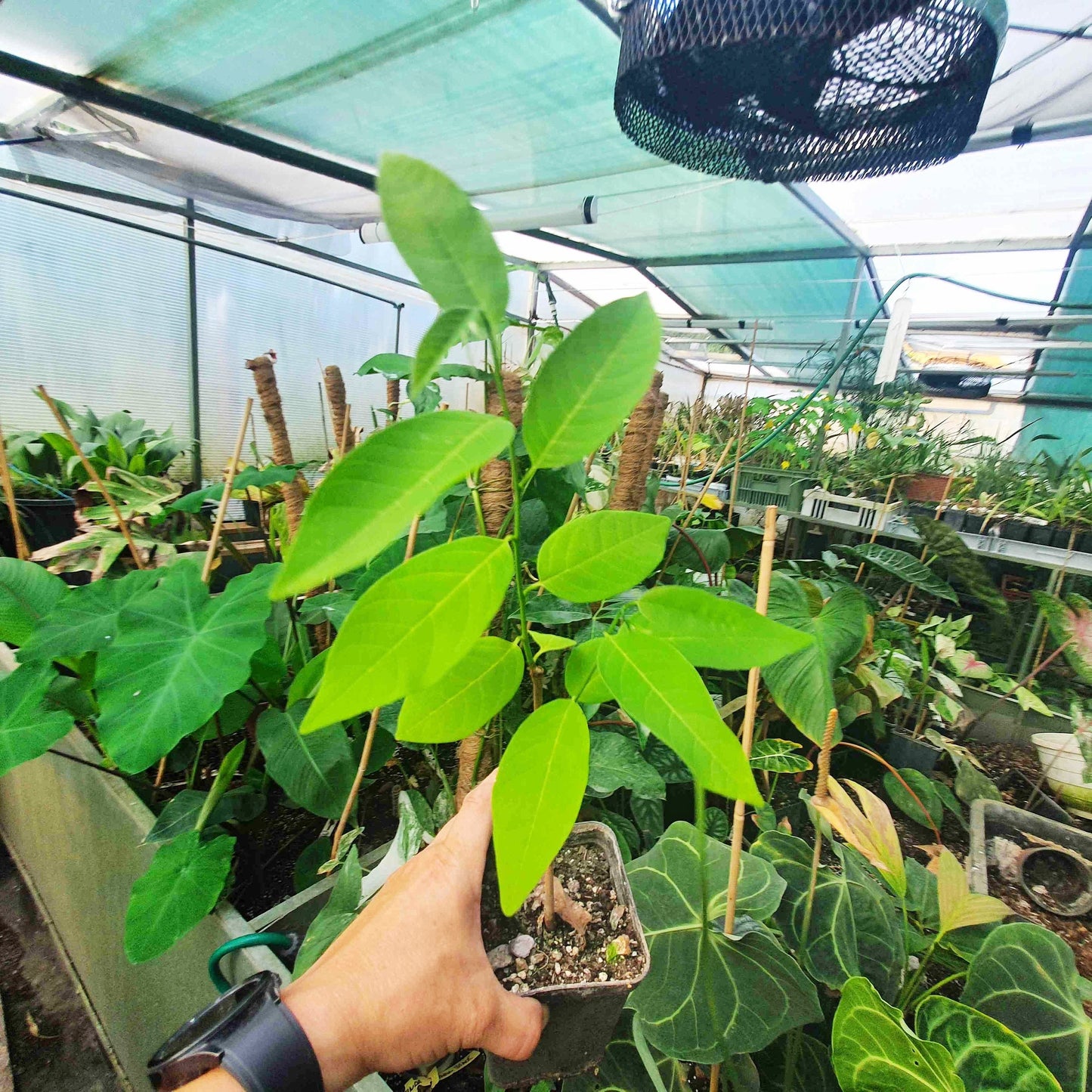 Annona squamosa – Sugar Apple (Sweetsop) – Plant 20–30 cm | VIRIAR.COM