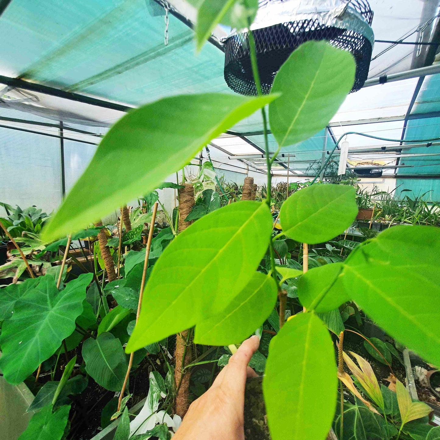 Annona squamosa – Sugar Apple (Sweetsop) – Plant 20–30 cm | VIRIAR.COM