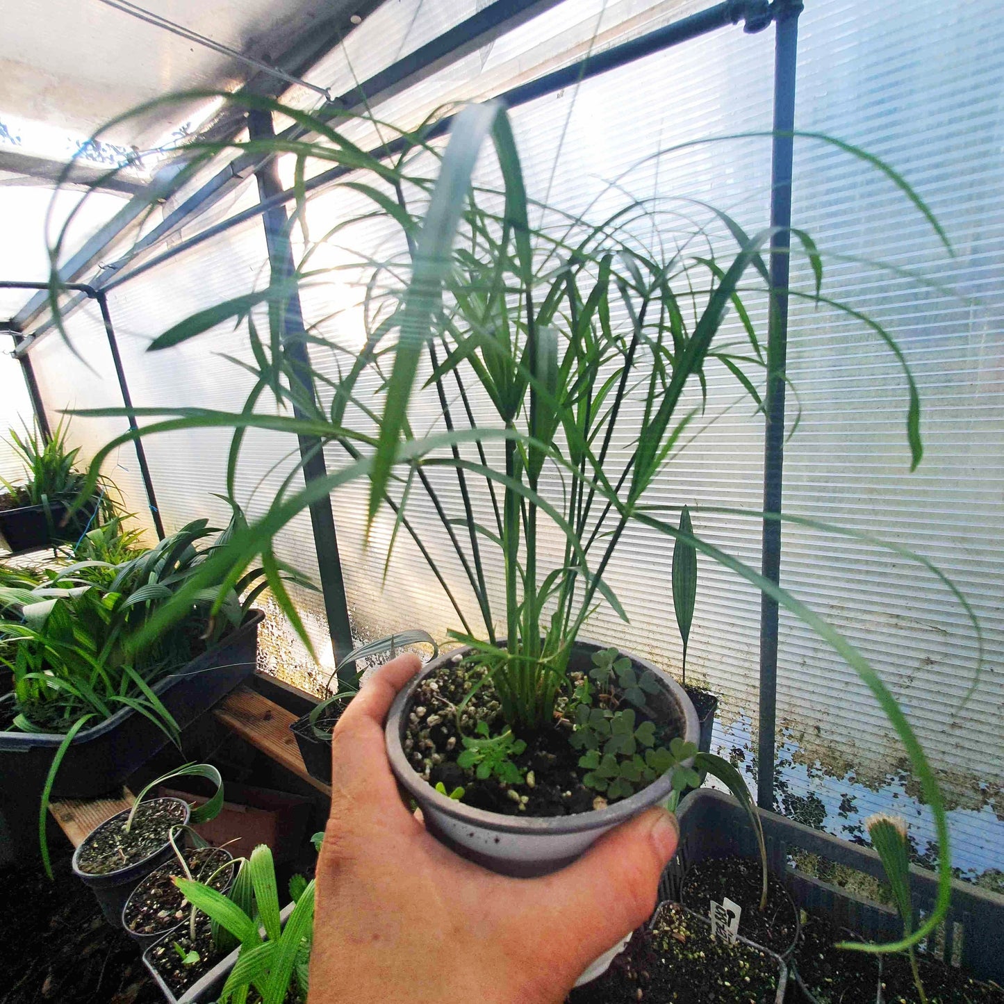 Cyperus alternifolius - Umbrella papyrus -  15-25 cm - Plant