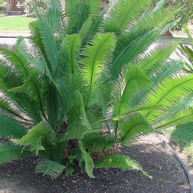 Dioon edule - Kastanien-Dion - 15 - 25 cm große Pflanze