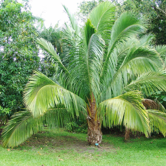 Beccariophoenix fenestralis - Cocotier de Madagascar - plante de 20-30 cm