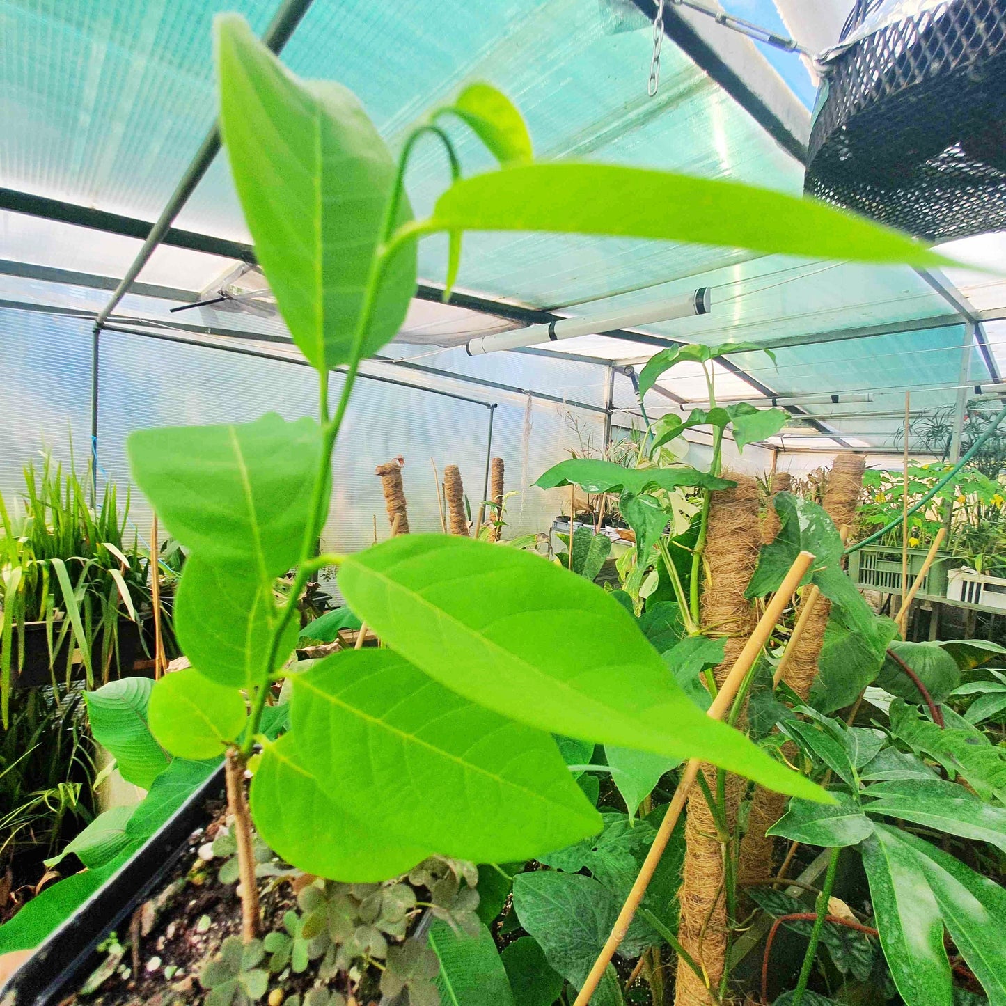 Annona squamosa – Sugar Apple (Sweetsop) – Plant 20–30 cm | VIRIAR.COM