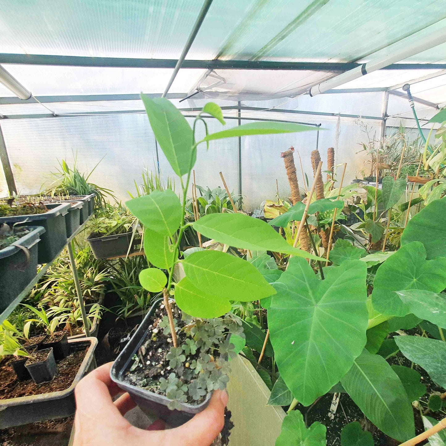 Annona squamosa – Sugar Apple (Sweetsop) – Plant 20–30 cm | VIRIAR.COM