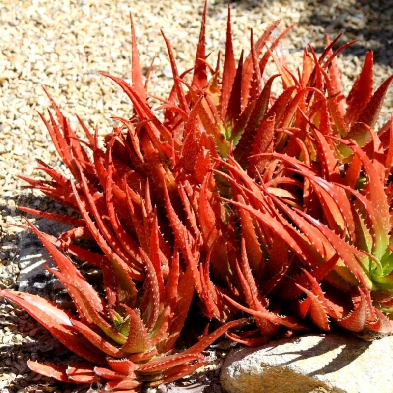 Aloe Cameroni - Rote Aloe - 25 x Stück frische Sukkulentensamen