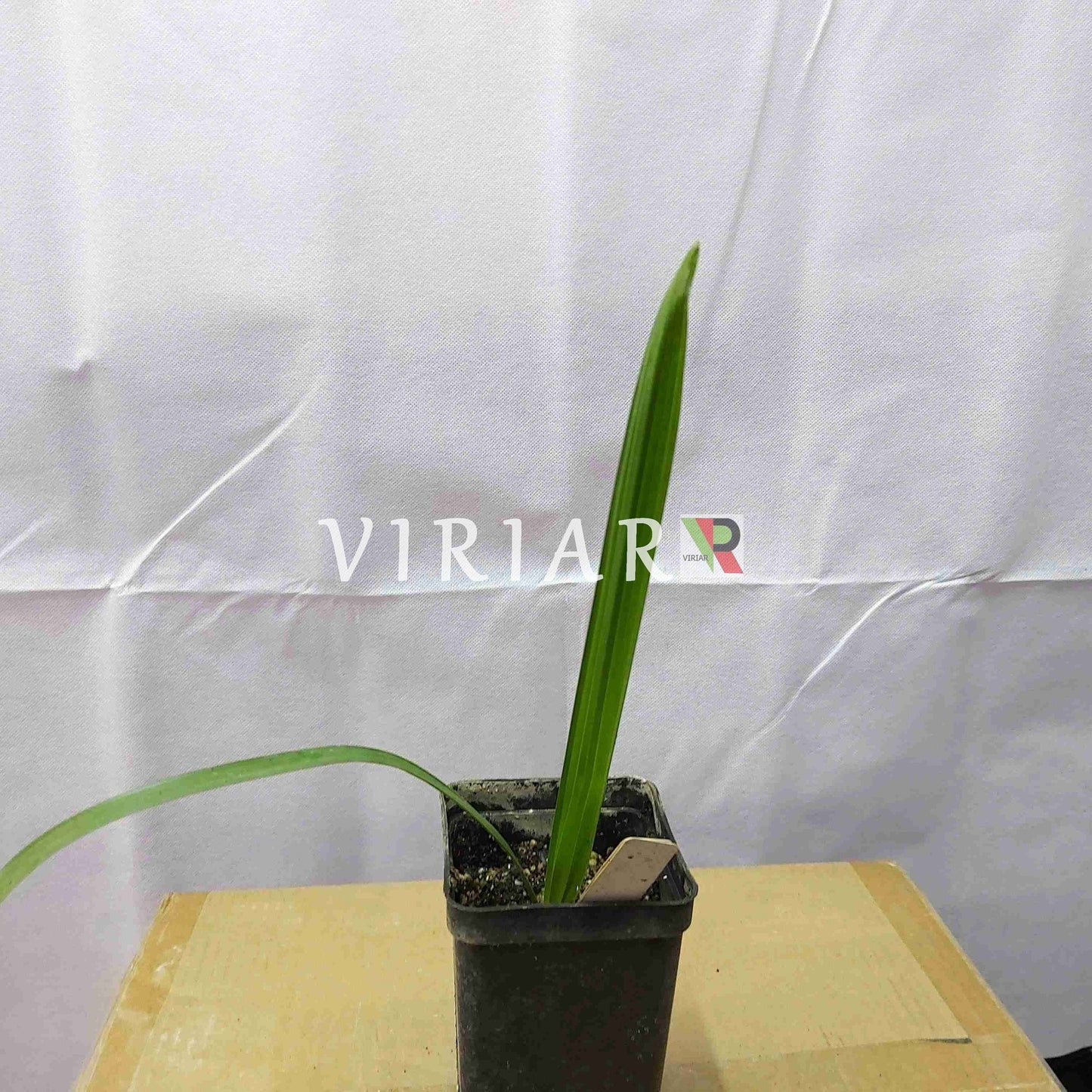 Copernicia gigas - Giant Yarey Palm- (20-25 cm) plant