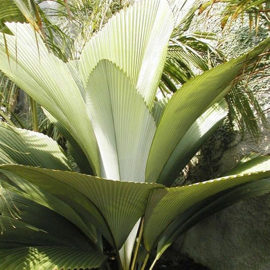 Johannesteijsmannia magnifica - Silver Joey - (25-30 cm) Pflanze
