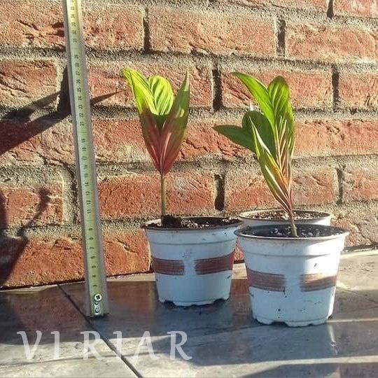 Calyptrocalyx albertisianus - Sunset palm - Plant - (15-20 cm)
